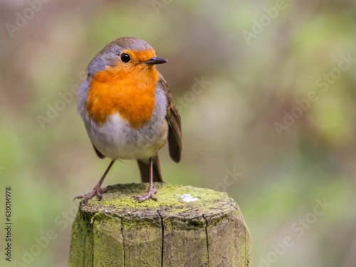 Closeup of a small European robin perched atop a wooden post in a natural outdoor environment