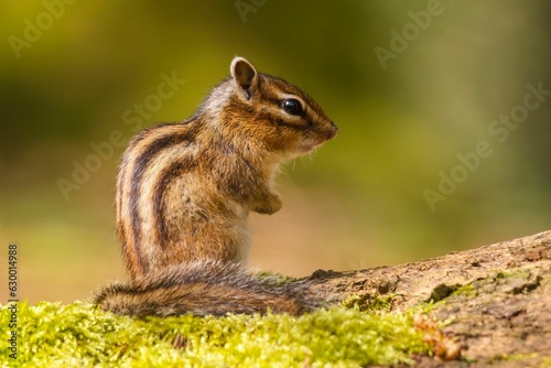 Closeup of a Siberian chipmunk perched atop a tree stump with a blurry background