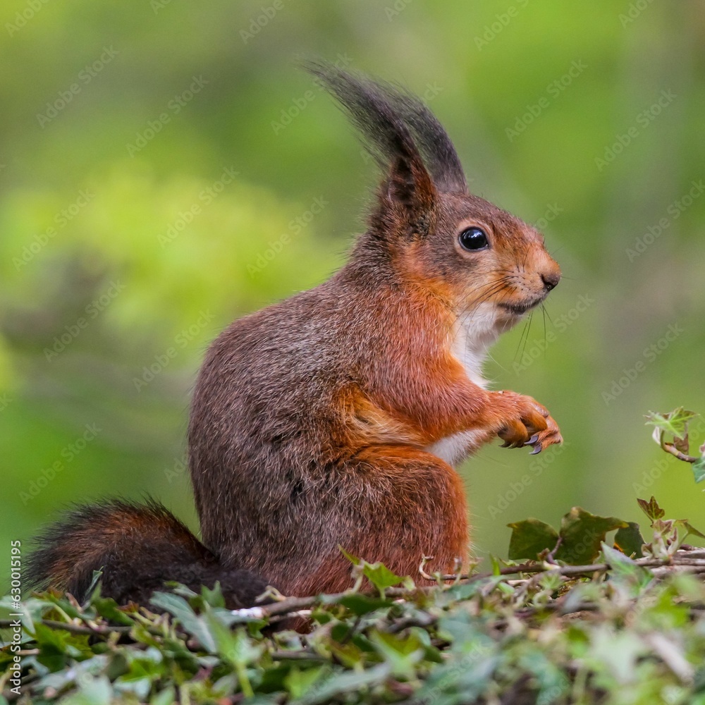 Small squirrel perched on the ground, looking with a curious expression Small squirrel perched on the ground, looking with a curious expression