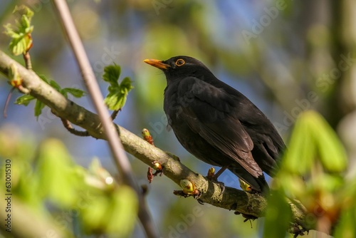 Single blackbird perched atop a tree branch in a natural outdoor setting
