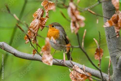 Small red-breasted Robin perched on a tree branch in a lush grassy meadow © Woodhicker_shots1/Wirestock Creators