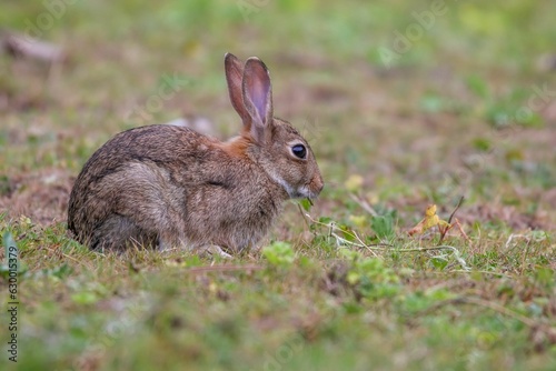 Rabbit is perched atop a vibrant green field of grass, basking in the warm sunlight © Woodhicker_shots1/Wirestock Creators