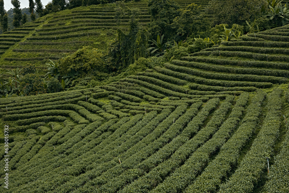 Tea Plantation at Doi Mae Salong in Chiang Rai