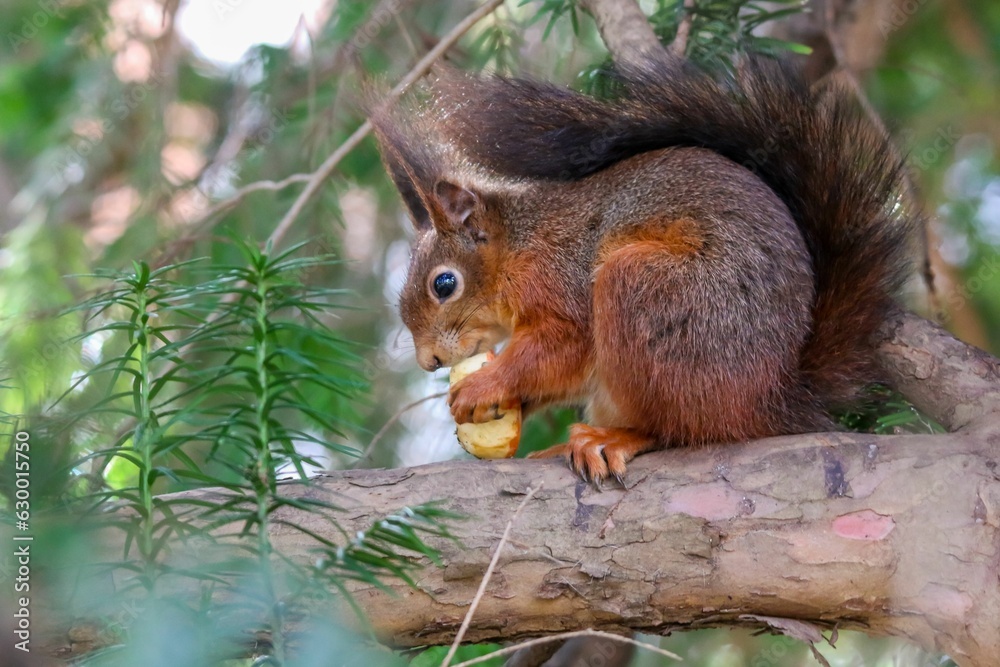 Closeup shot of a red squirrel on a tree branch enjoying a piece of food. Sciurus vulgaris. Closeup shot of a red squirrel on a tree branch enjoying a piece of food. Sciurus vulgaris.