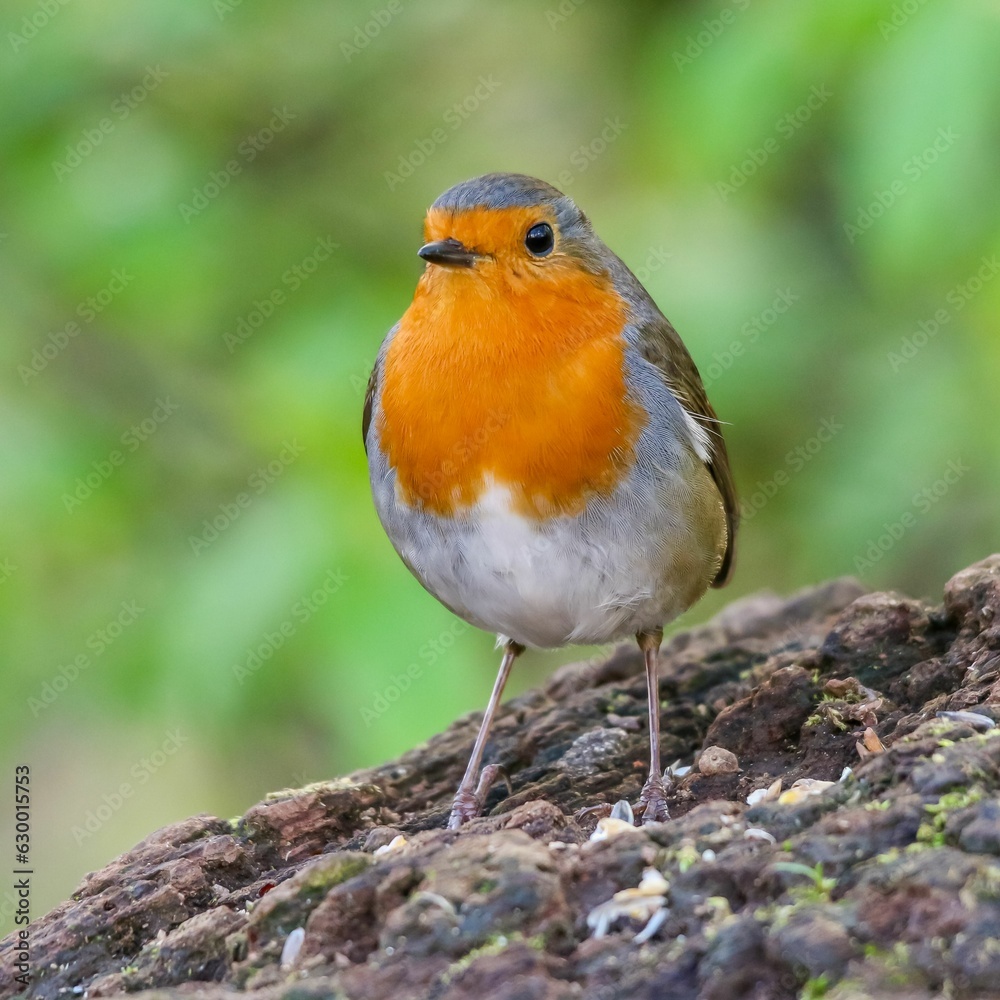 Closeup shot of a European robin, Erithacus rubecula. Closeup shot of a European robin, Erithacus rubecula.