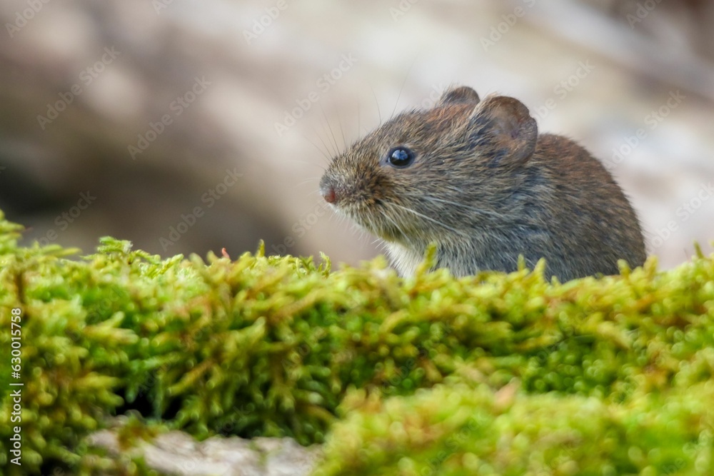 Pygmy field mouse on a green mossy surface.