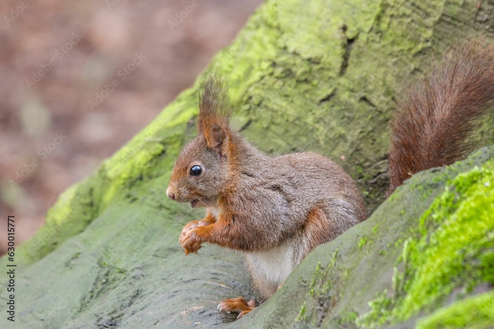 Closeup shot of a red squirrel on a tree. Sciurus vulgaris. Closeup shot of a red squirrel on a tree. Sciurus vulgaris.