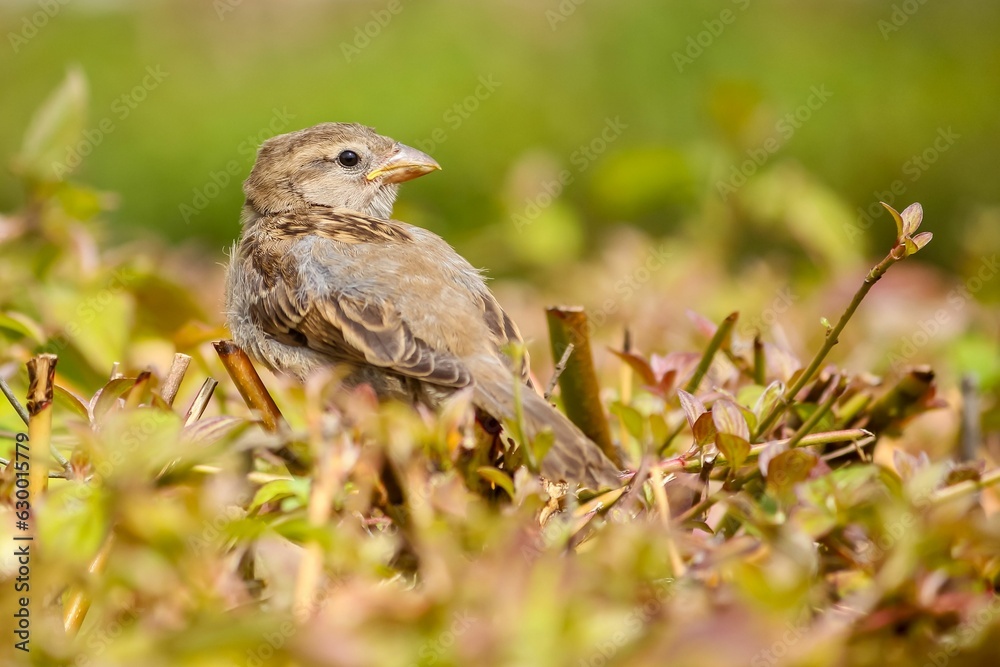 a House Sparrows sitting in a field of plants and weeds a House Sparrows sitting in a field of plants and weeds
