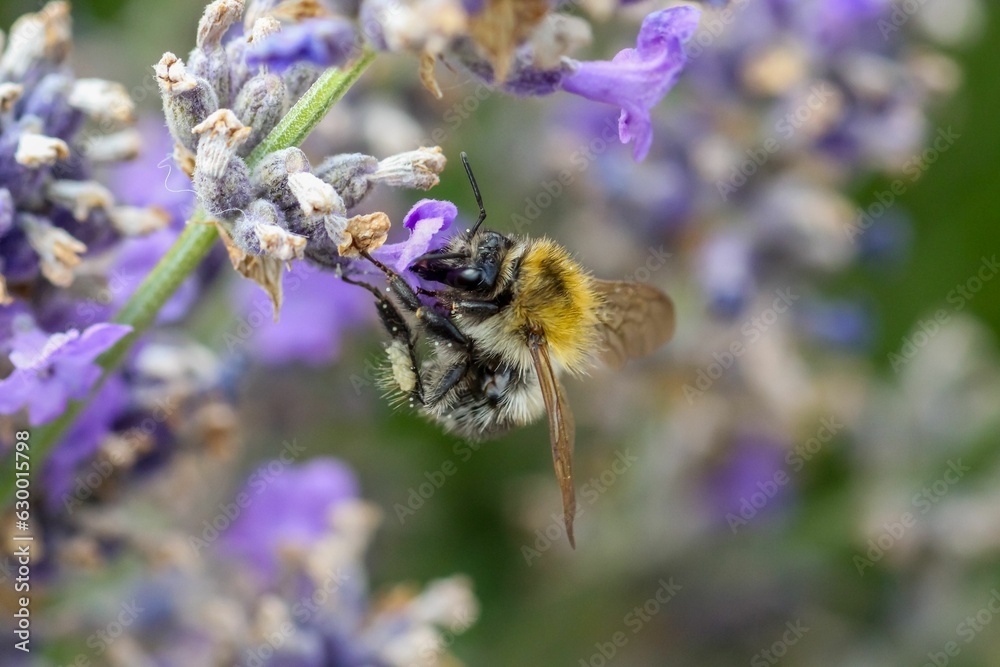bee drinking nectar from purple flower and surrounded by green foliage bee drinking nectar from purple flower and surrounded by green foliage