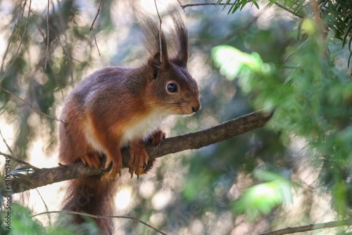 Closeup shot of a red squirrel on a tree branch. Sciurus vulgaris.