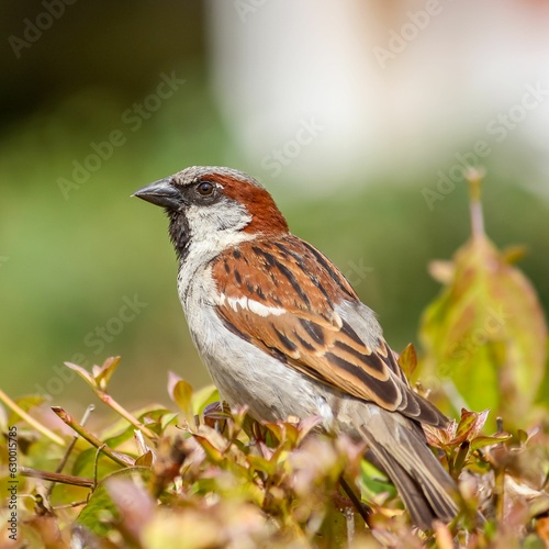 a House Sparrows sitting in a field of plants and weeds © Woodhicker_shots1/Wirestock Creators
