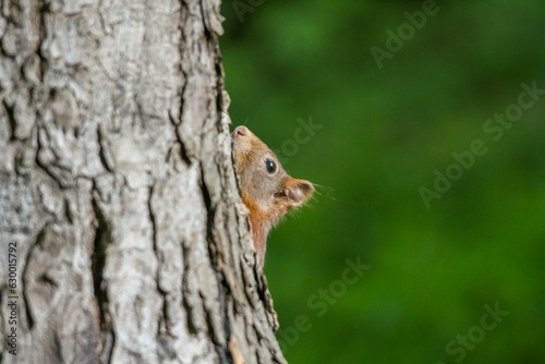 squirrel sticking its head out of the crack of a tree © Woodhicker_shots1/Wirestock Creators