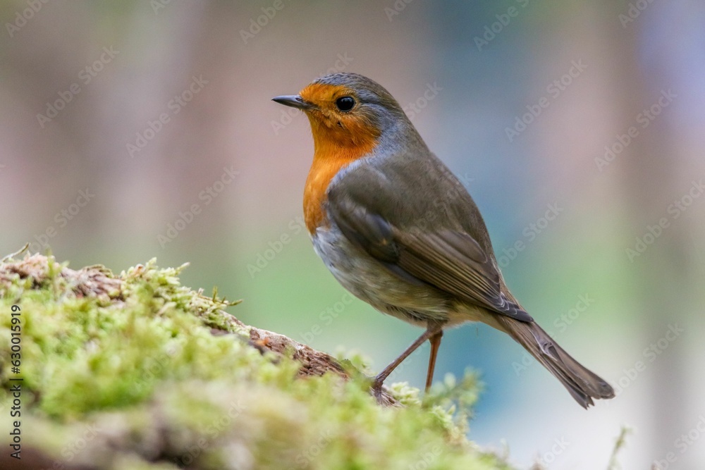 Vibrant Robin (Erithacus rubecula) perched on a moss-covered tree trunk Vibrant Robin (Erithacus rubecula) perched on a moss-covered tree trunk