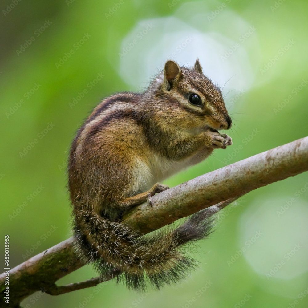 Closeup shot of a small brown chipmunk on a wooden branch Closeup shot of a small brown chipmunk on a wooden branch