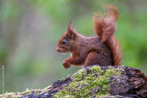 Closeup of a Red squirrel perched on a tree trunk, holding a nut © Woodhicker_shots1/Wirestock Creators