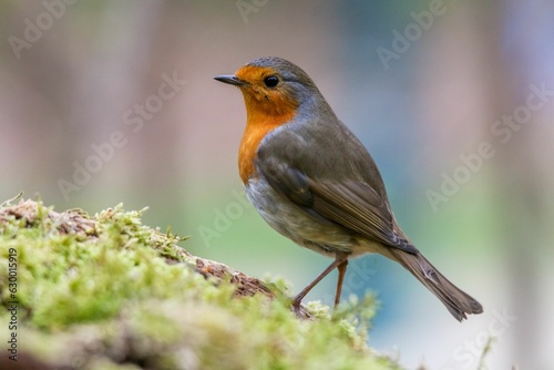 Vibrant Robin (Erithacus rubecula) perched on a moss-covered tree trunk
