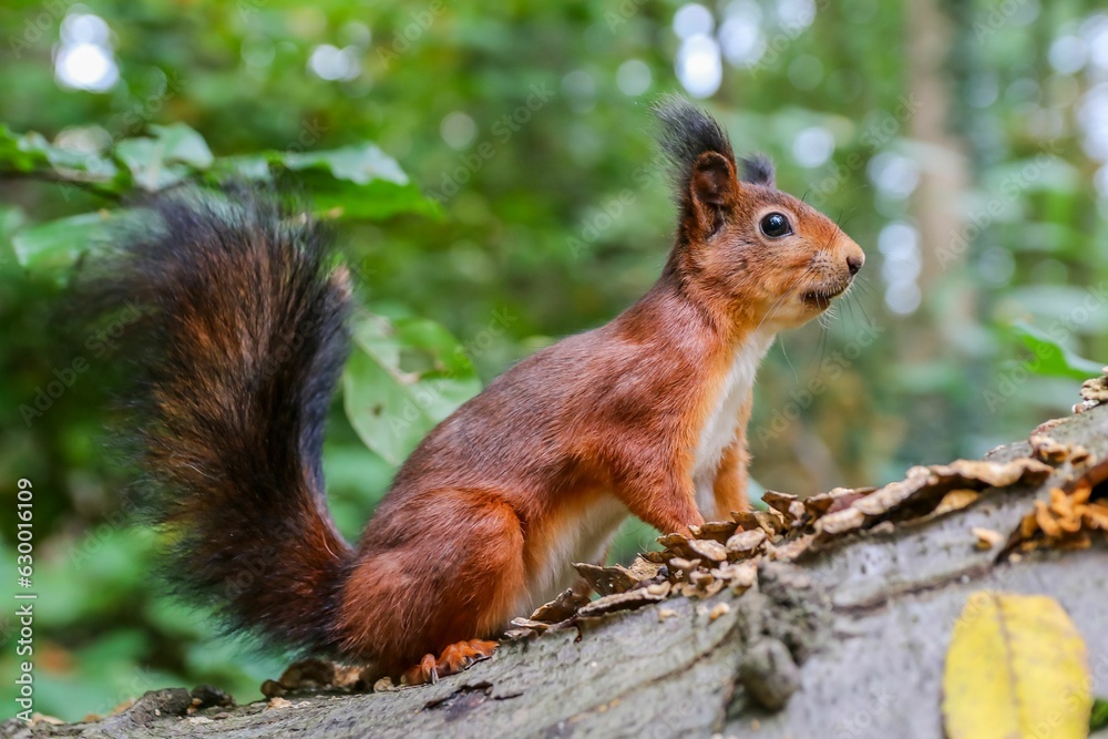 Close-up of an adorable red squirrel standing on a wooden log, alertly looking forward