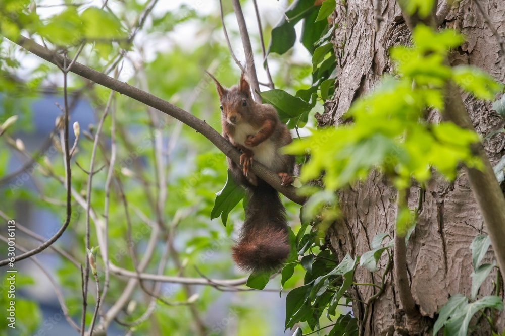 a squirrel on a tree branch is holding onto the leaves