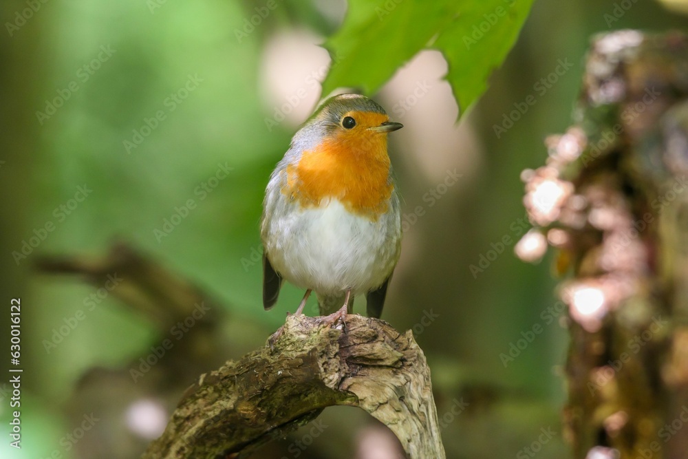 Red-breasted Robin perched on the end of a tree branch