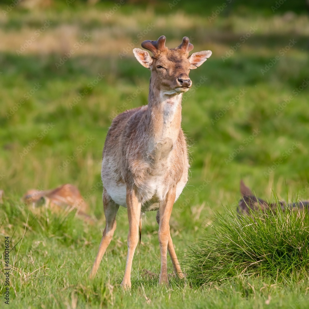 small deer is standing alone in the open field