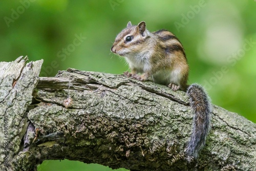 a little chipmunk sitting on a log with its eyes open