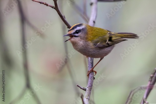 Closeup of a Common firecrest (Regulus ignicapillus) perched on the tree branch photo