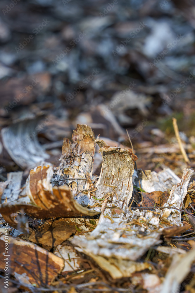 Birch tree bark on a forest floor Birch tree bark on a forest floor