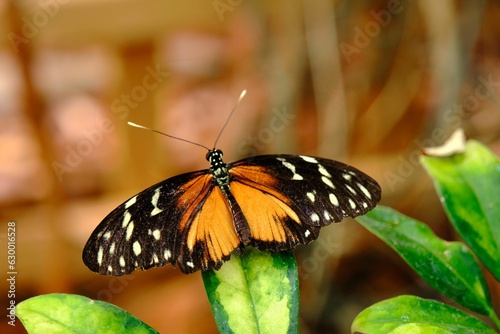 Closeup of a Tithorea butterfly on a green leaf in a field with a blurry background photo