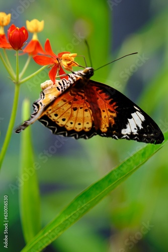 Closeup of a cethosia biblis butterfly on a green leaf in a field with a blurry background