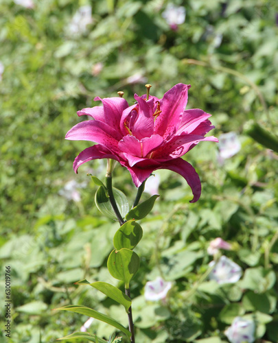 lilies