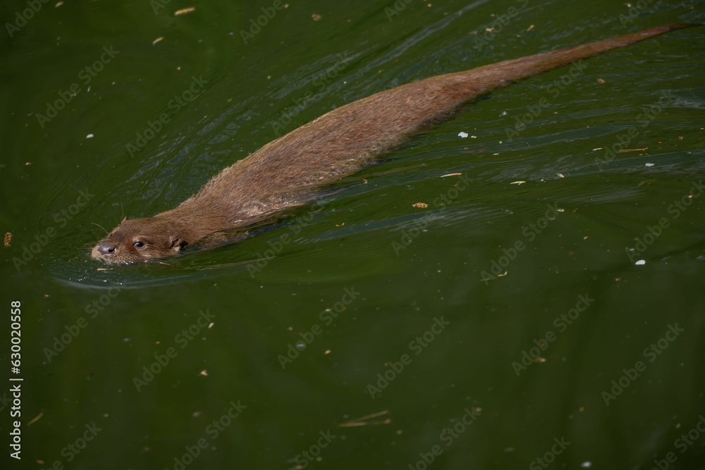 Obraz premium Close-up of an otter floating in tranquil water, its head above the surface, facing the camera.