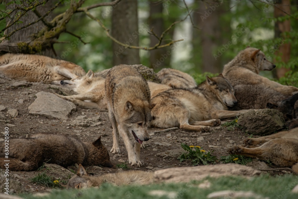 Pack of grey wolves resting in the woods. Pack of grey wolves resting in the woods.