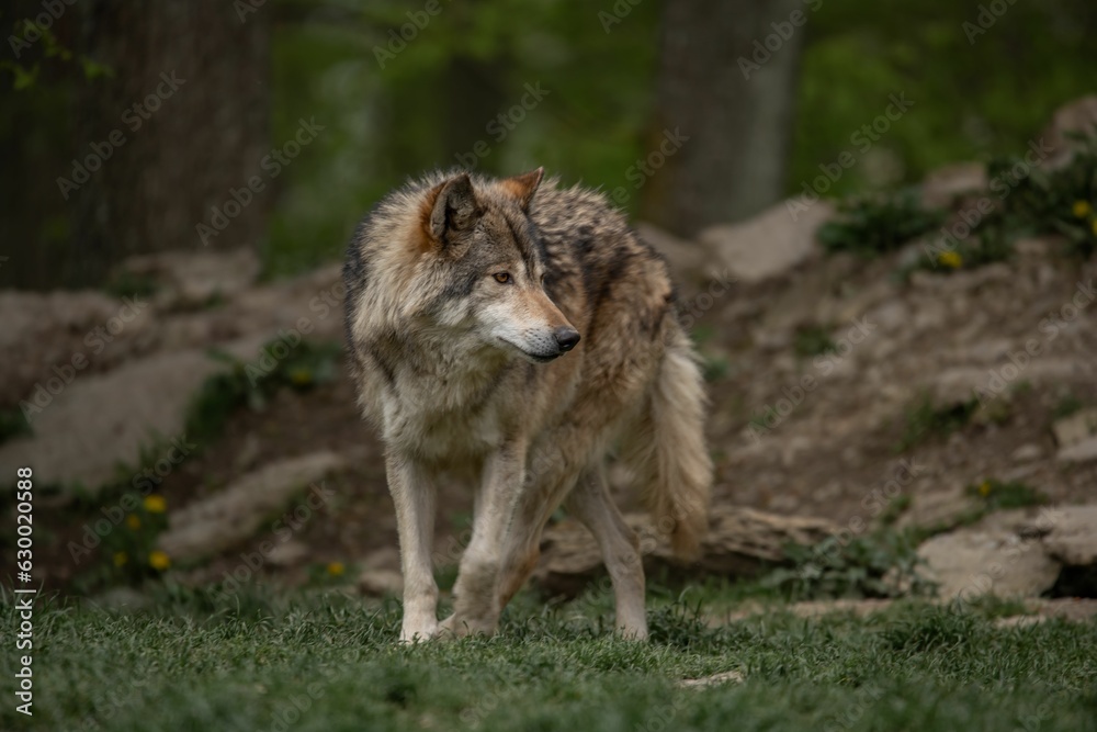 Majestic grey wolf standing in a green meadow in a forest. Majestic grey wolf standing in a green meadow in a forest.