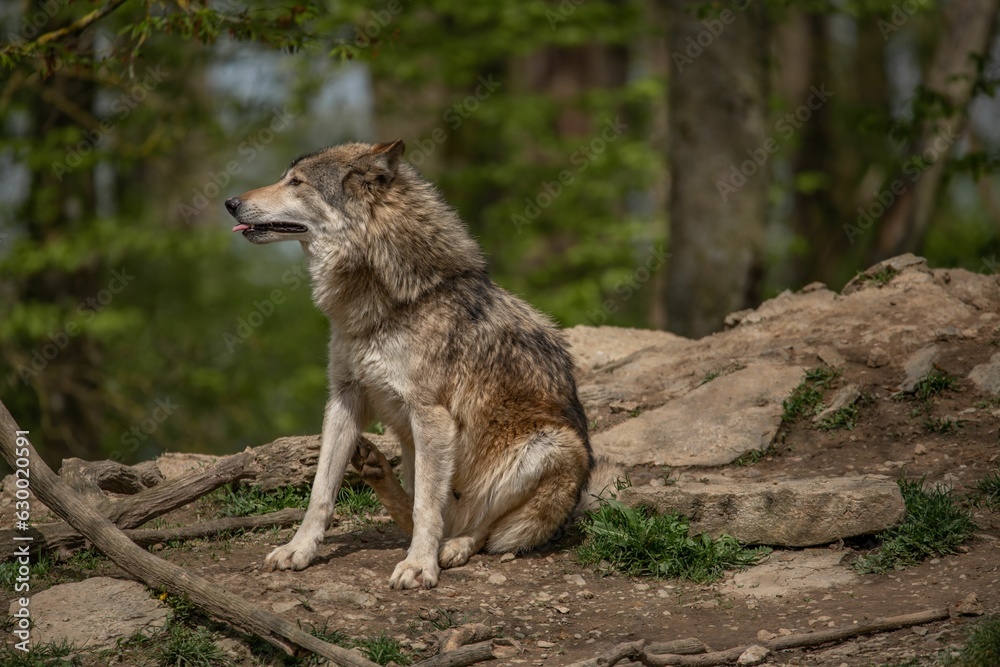Gray wolf sitting on a rugged rocky surface in a dense forest. Gray wolf sitting on a rugged rocky surface in a dense forest.