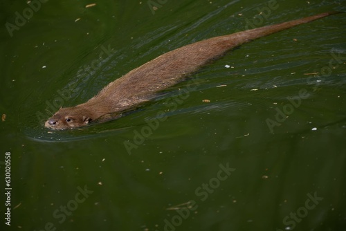 Close-up of an otter floating in tranquil water, its head above the surface, facing the camera.