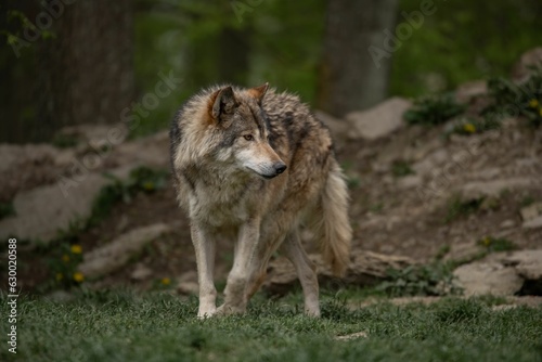 Majestic grey wolf standing in a green meadow in a forest. © Martina_priel/Wirestock Creators