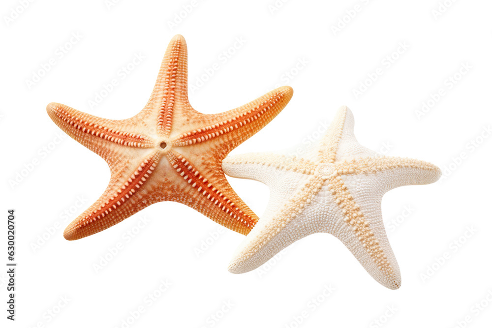 Two different white starfish isolated white background PNG Two different white starfish isolated white background PNG