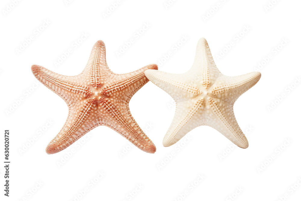 Two different white starfish isolated white background PNG Two different white starfish isolated white background PNG