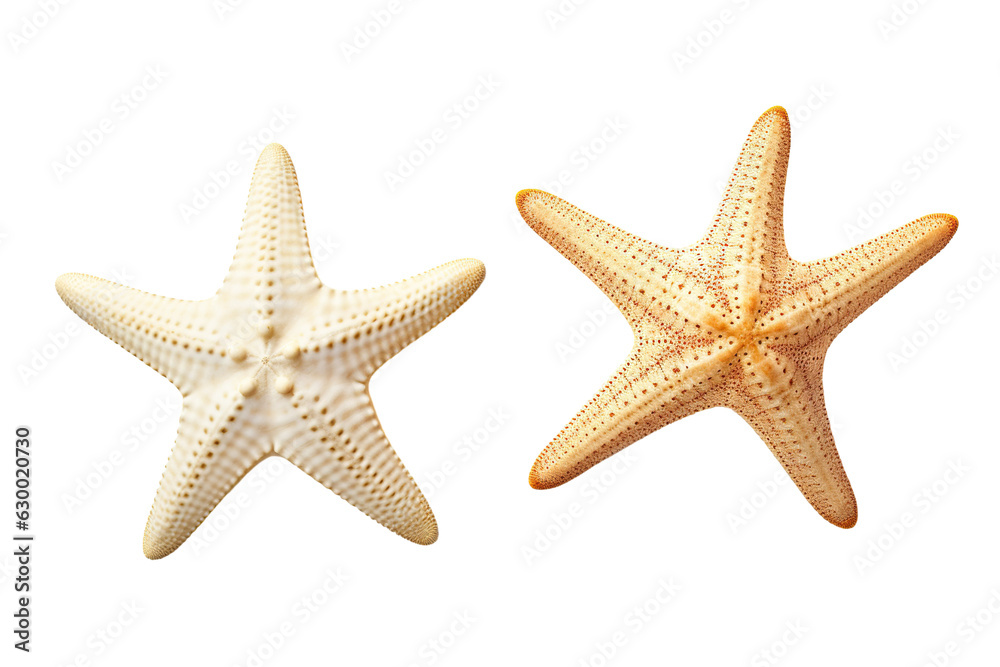 Two different white starfish isolated white background PNG Two different white starfish isolated white background PNG