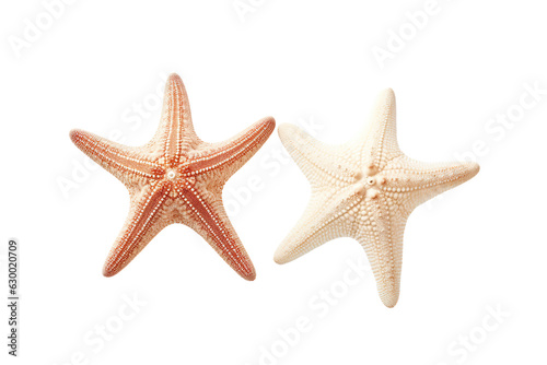 Two different white starfish isolated white background PNG