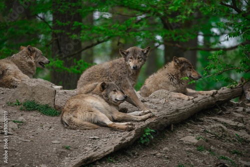 Pack of wolfs relaxing in the woods