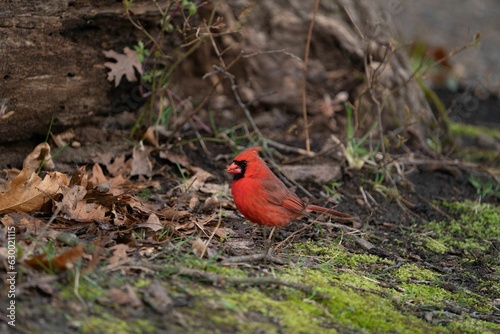 Red cardinal perching on ground