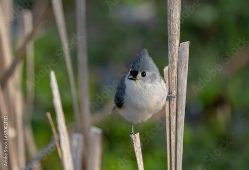 Black-crested Titmouse perching on tree branch photo