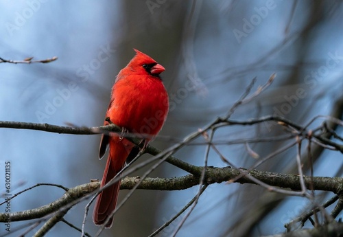 Red Cardinal perching on tree branch © Andrew Neevel/Wirestock Creators