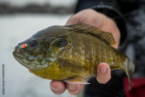 Person in winter clothing standing on a frozen lake, holding up a freshly-caught bluegill fish