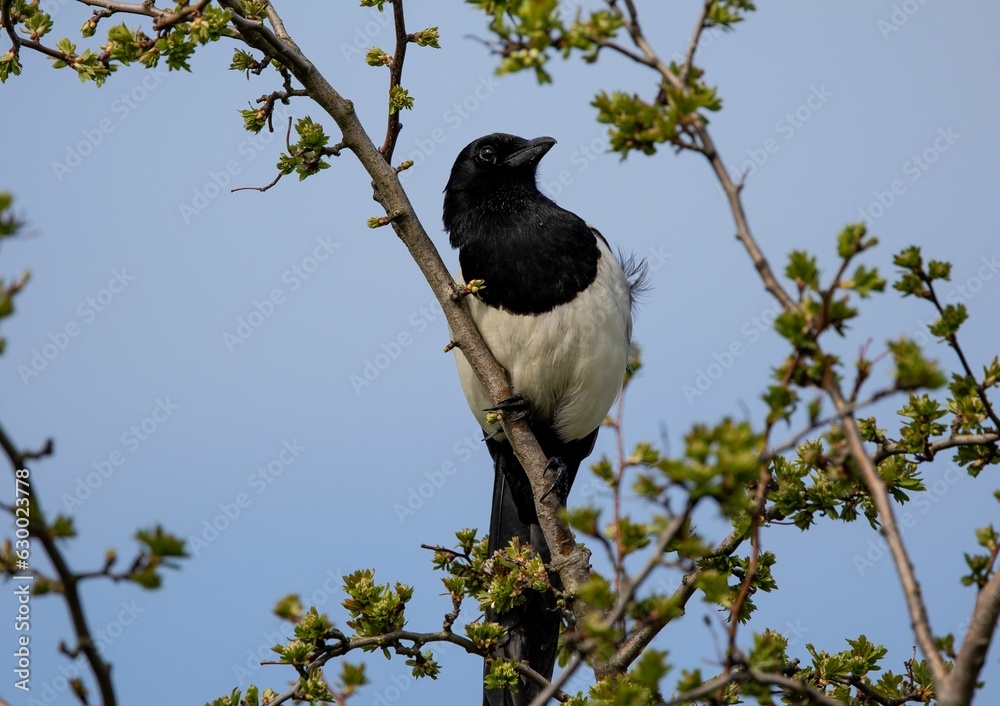 Close-up shot of a Eurasian magpie
bird perched atop a tree branch