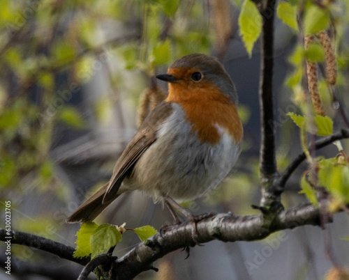 Small European robin perched upon a tree branch, surrounded by lush foliage