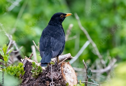 Black bird perched on a branch of a tree in a peaceful outdoor setting