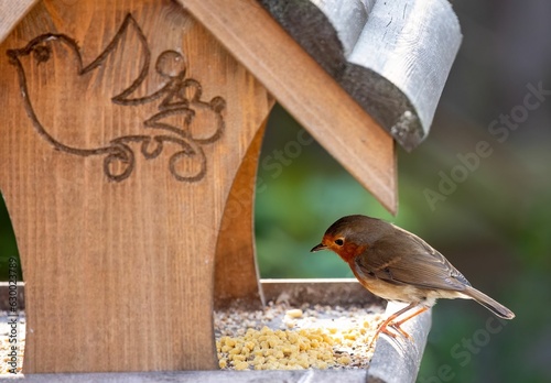 bird perched on top of a bird feeder eating seeds from it photo