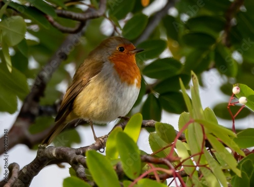Cheerful-looking robin perched on a gnarled tree branch in a sunny garden setting © Kev Kindred/Wirestock Creators